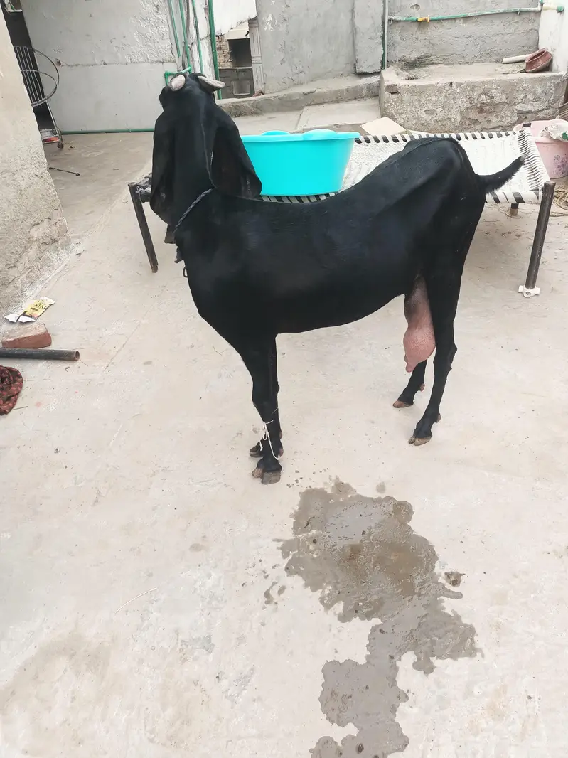 Beetal bakri whatsapp video mil jaegi — photo 5