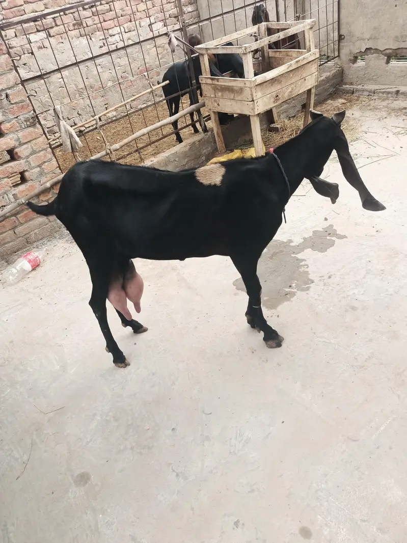 Beetal bakri whatsapp video mil jaegi — photo 6