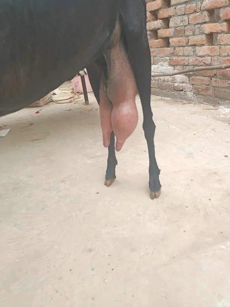 Beetal bakri whatsapp video mil jaegi — photo 7