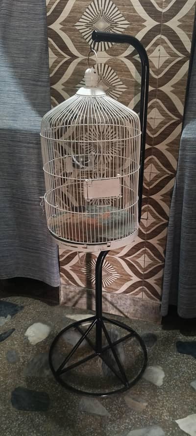 parrot n bird's cages