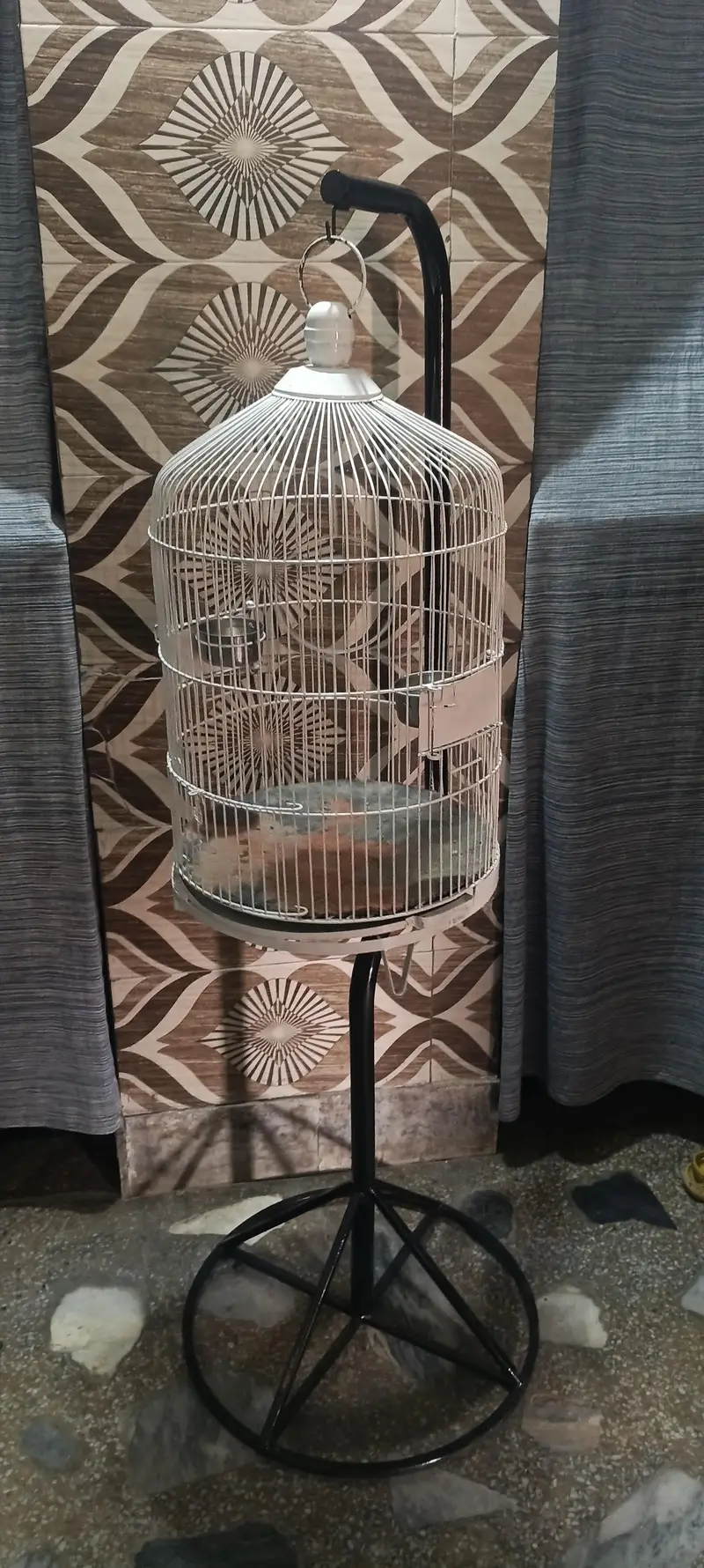 parrot n bird's cages — photo 2