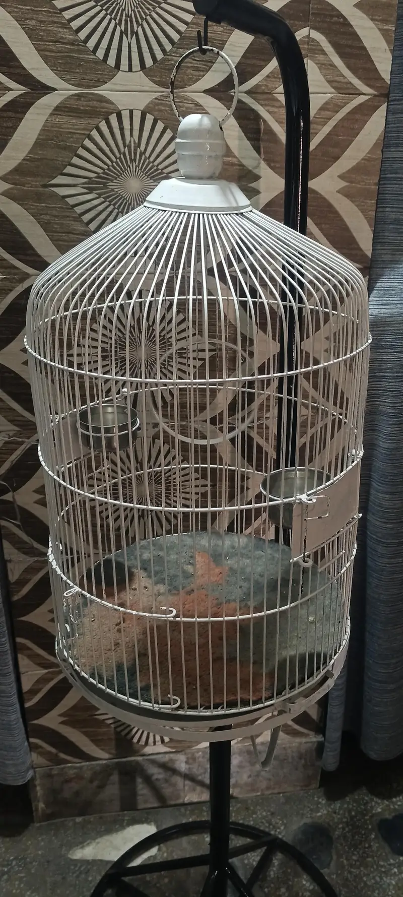 parrot n bird's cages — photo 3