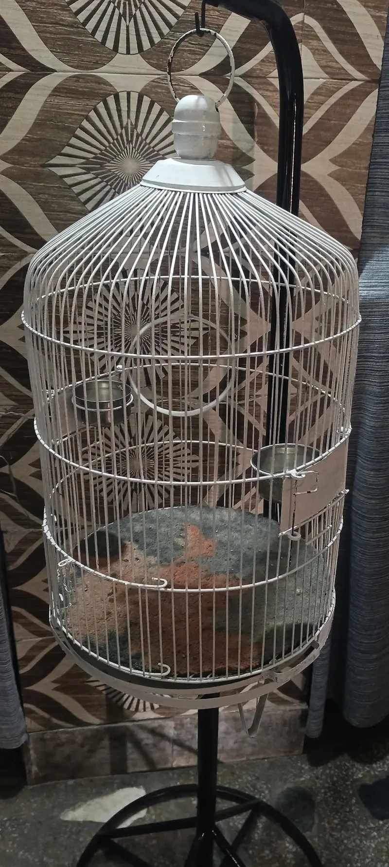 parrot n bird's cages — photo 4