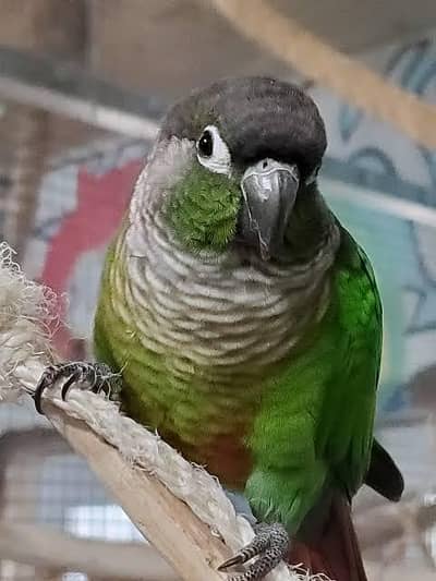 Green Cheek Breeder Pair