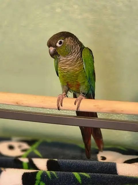 Green Cheek Breeder Pair — photo 2