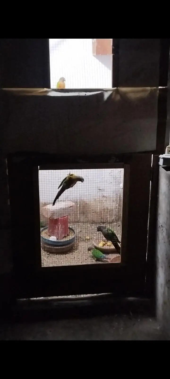 Green Cheek Breeder Pair — photo 3