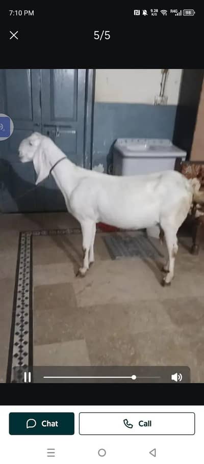 goat for sale