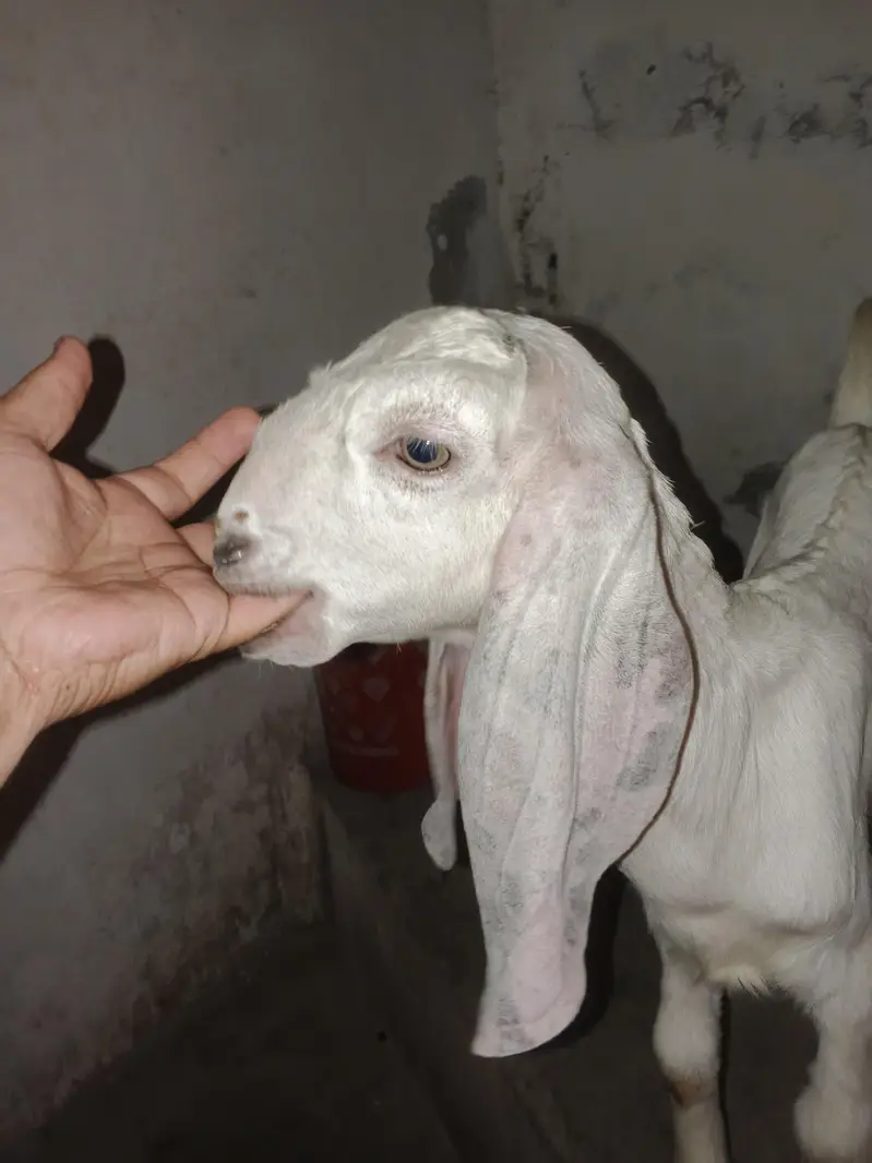 goat for sale — photo 2