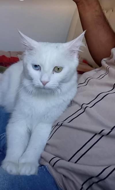 cat for sale