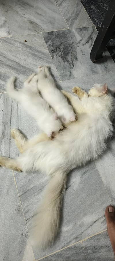 Persian cat with 2 kitten