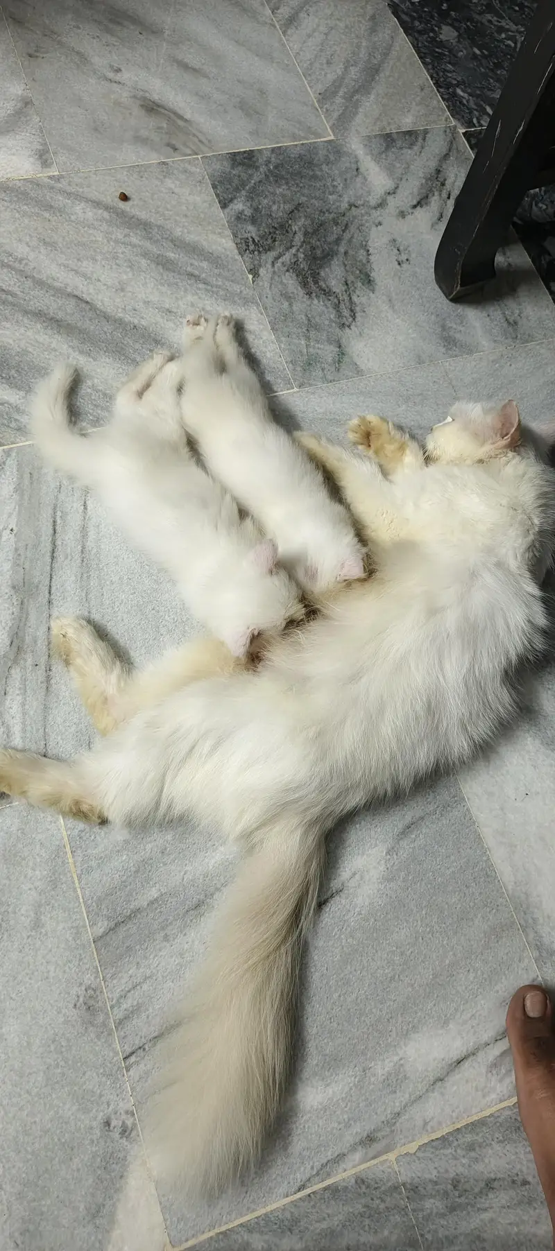 Persian cat with 2 kitten