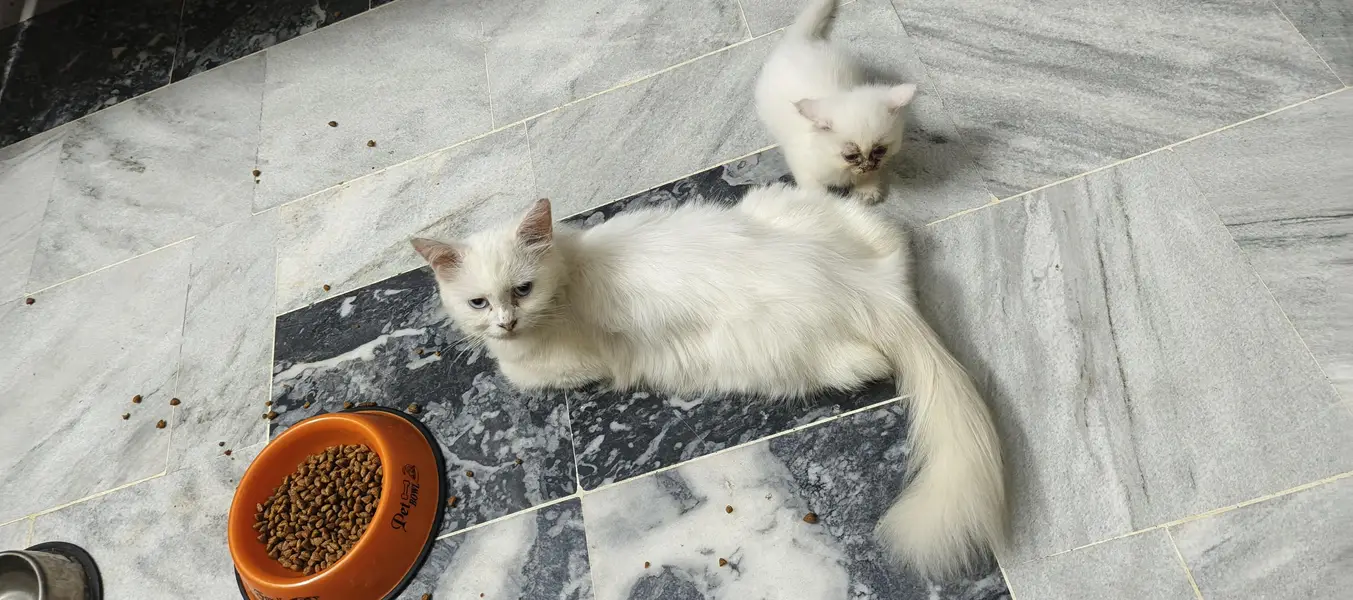 Persian cat with 2 kitten — photo 2