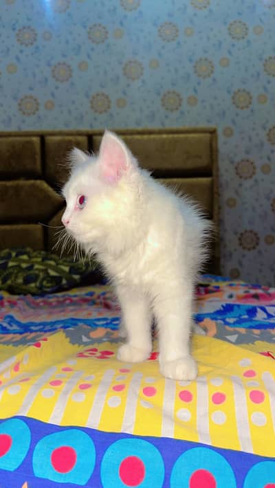 White colour double eye cat