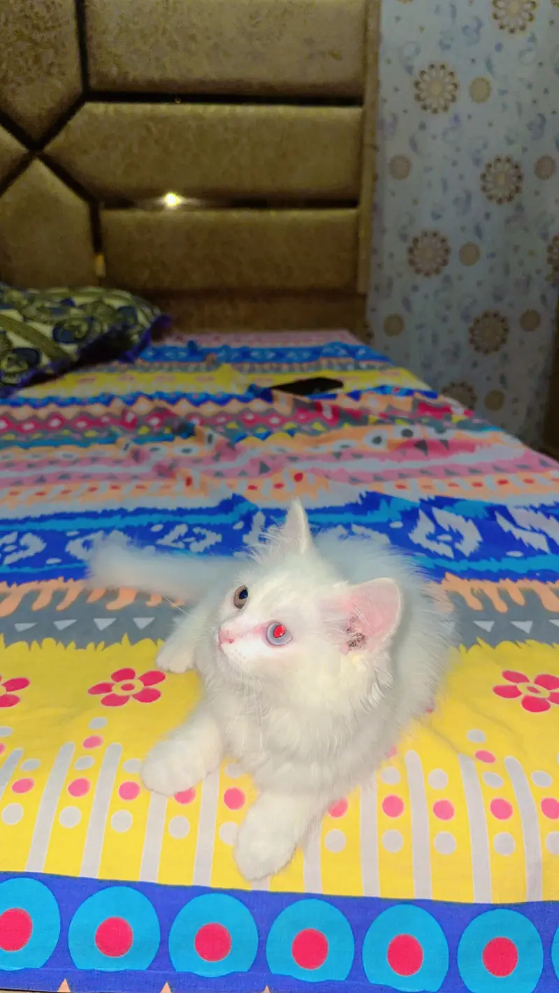 White colour double eye cat — photo 2