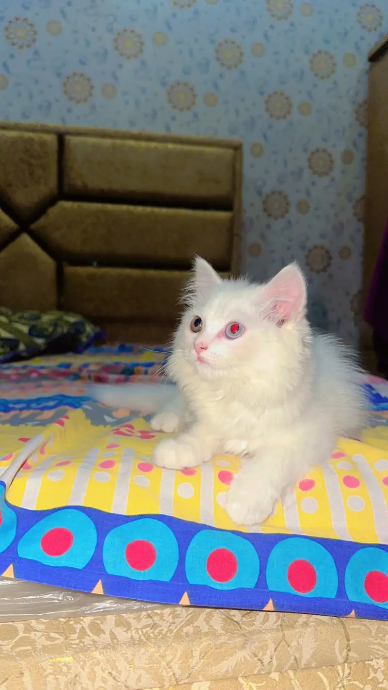 White colour double eye cat — photo 3