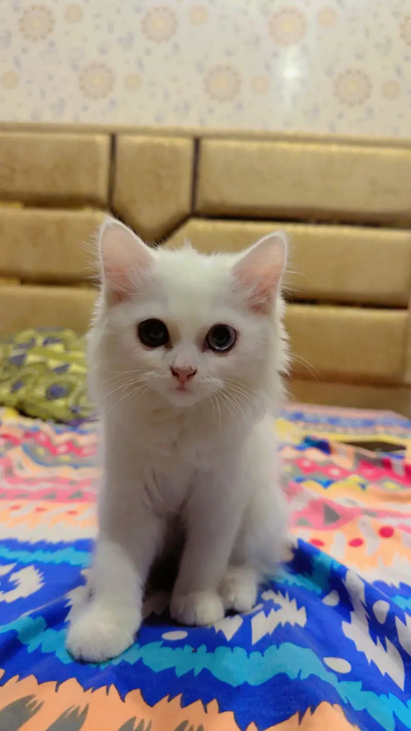 White colour double eye cat — photo 4