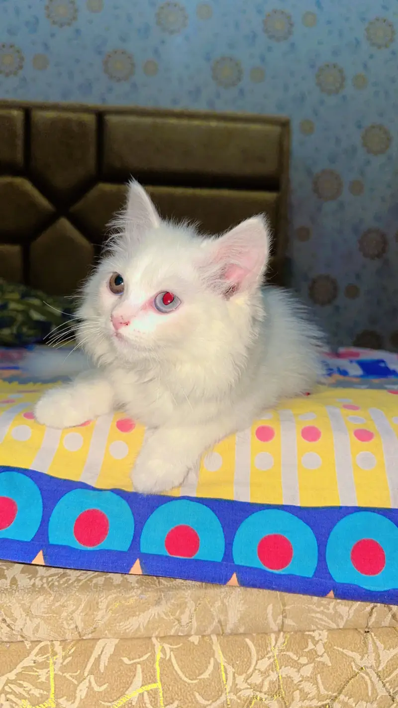White colour double eye cat — photo 5