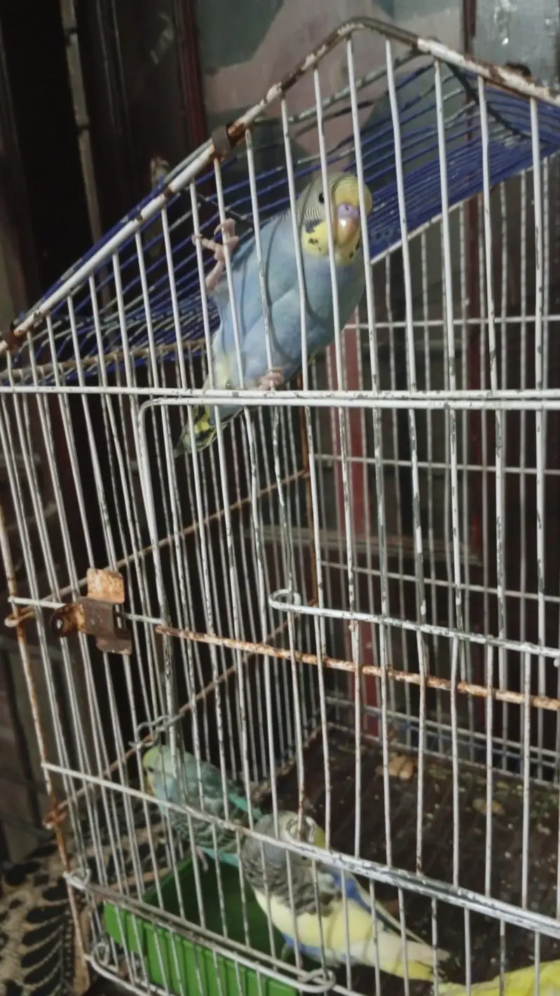 2 pair with cage