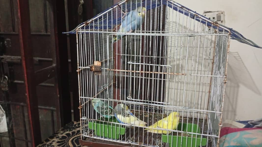 2 pair with cage 1