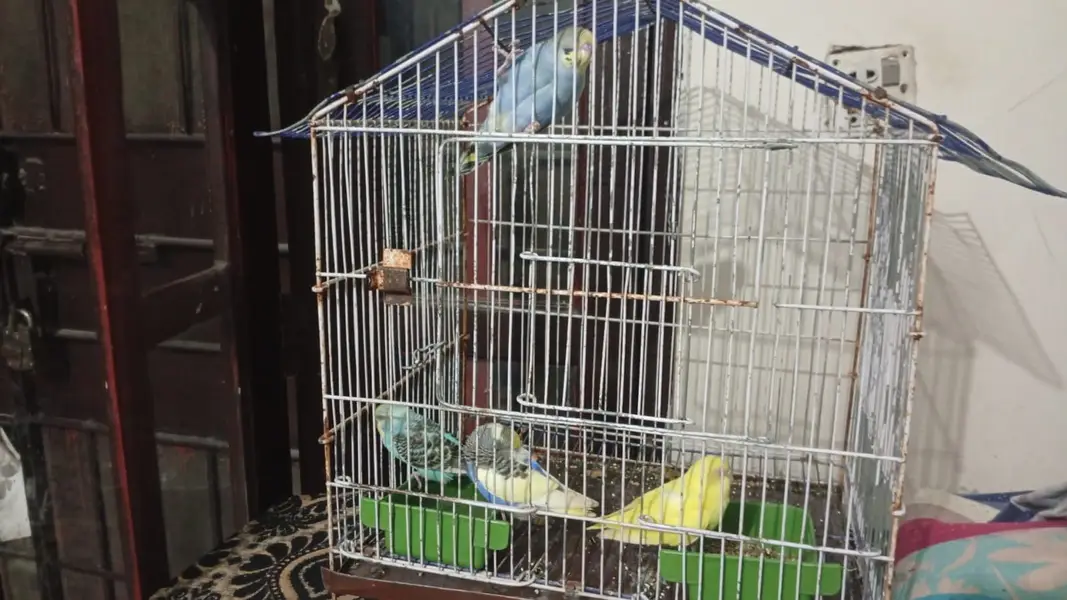 2 pair with cage — photo 2