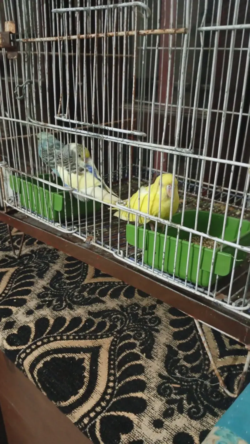 2 pair with cage — photo 3