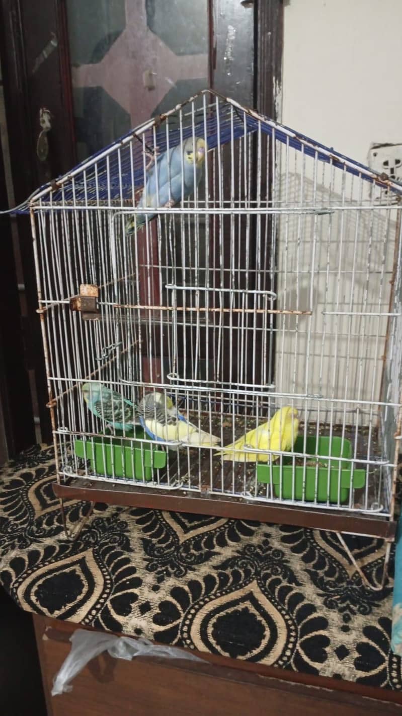 2 pair with cage 3