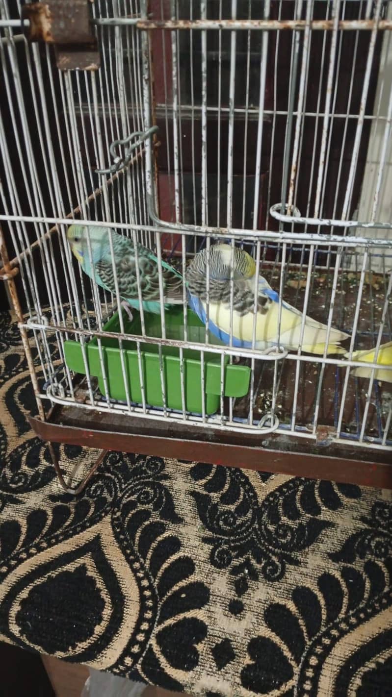 2 pair with cage 4