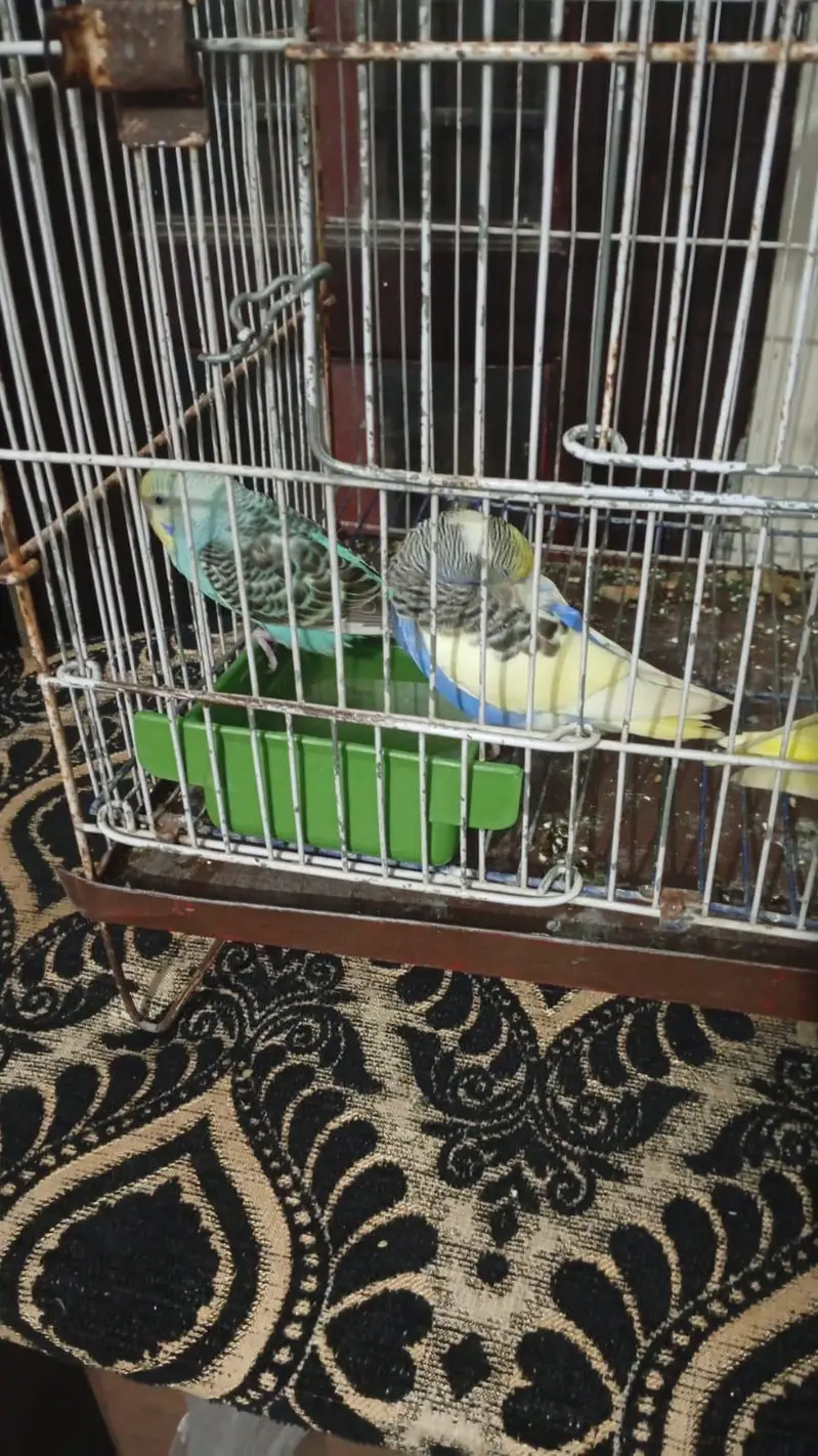 2 pair with cage — photo 5