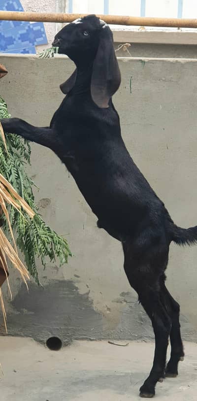 Beetal Bakra