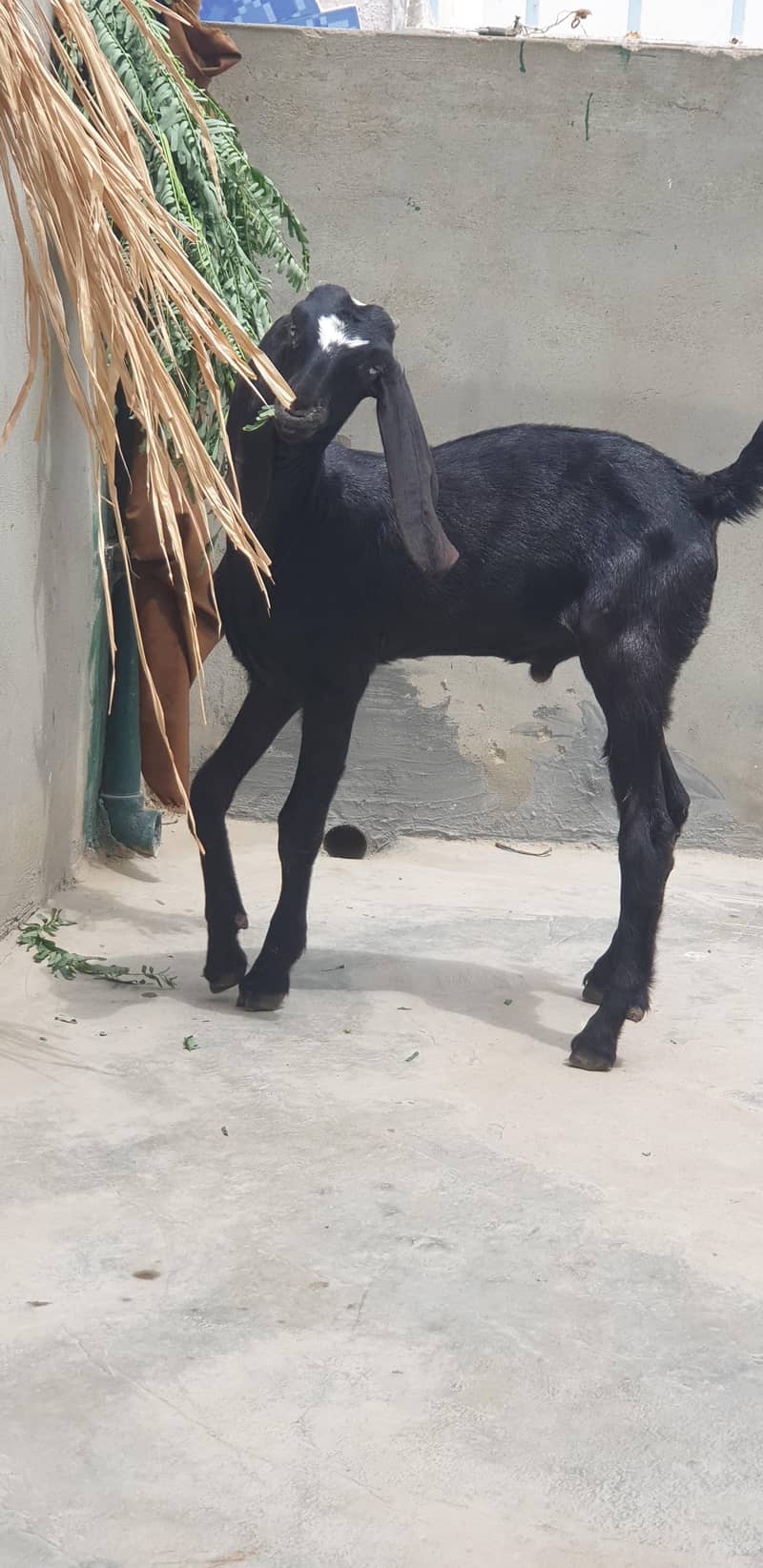 Beetal Bakra 1