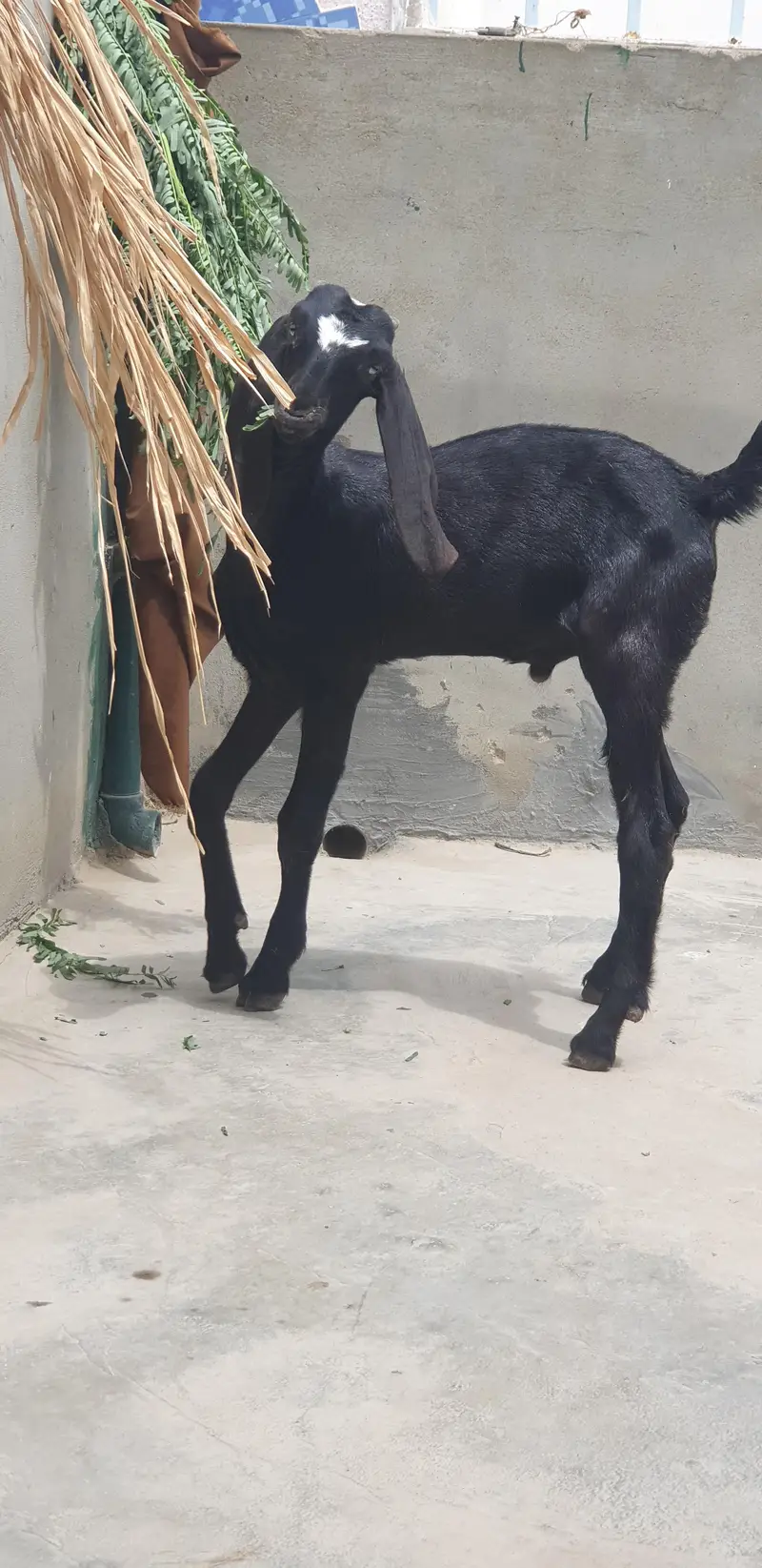 Beetal Bakra — photo 2
