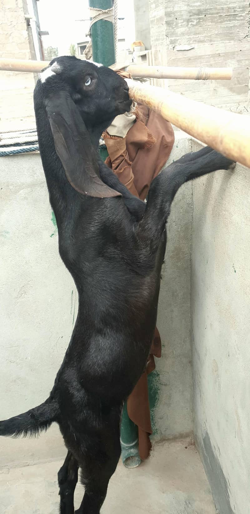 Beetal Bakra 2