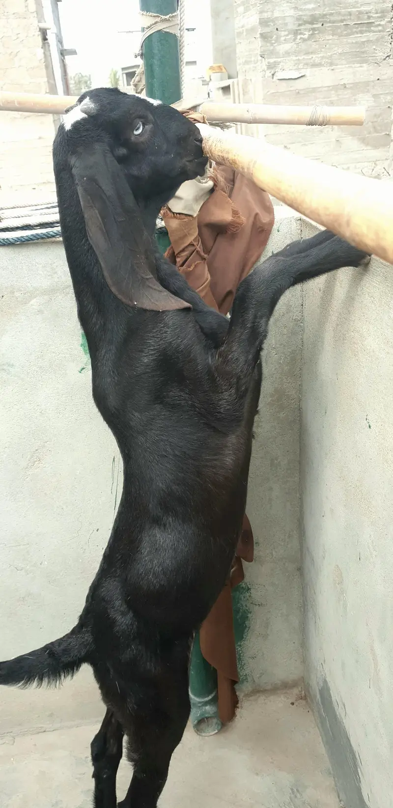 Beetal Bakra — photo 3