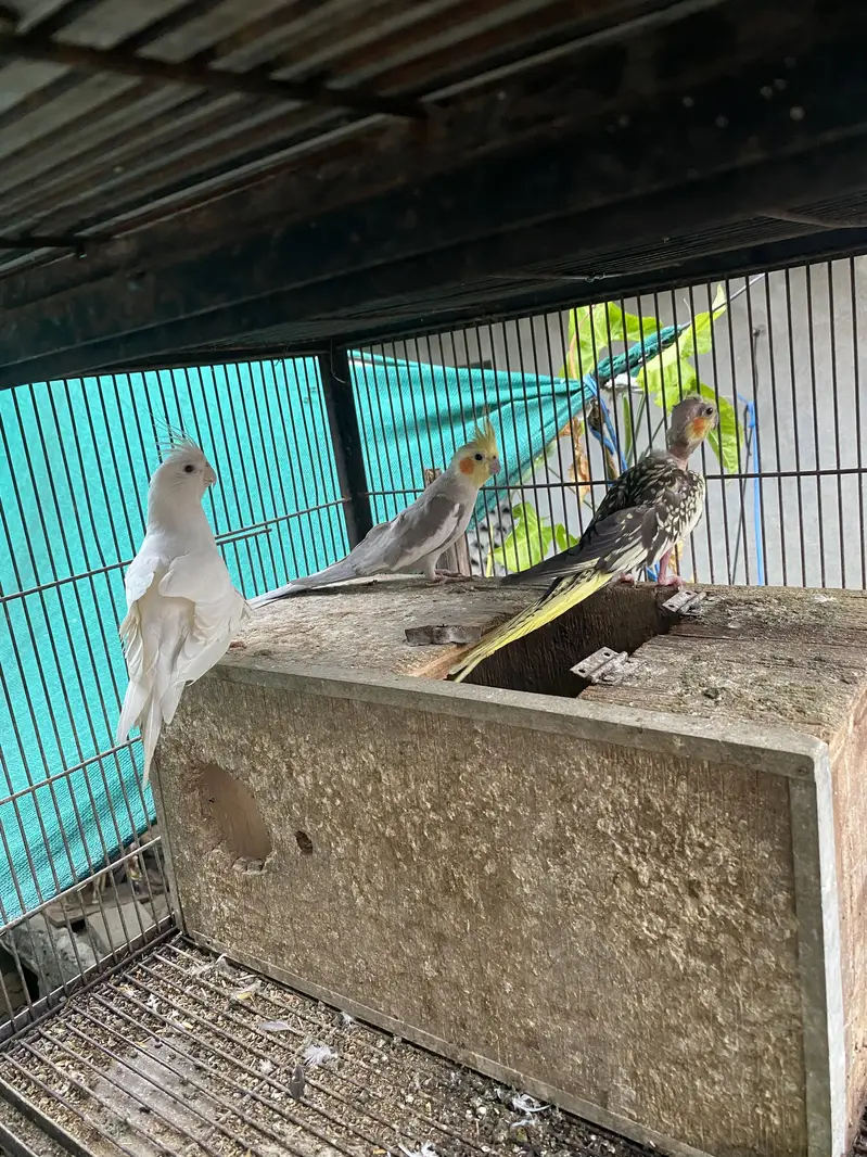 One pair of Cocktaiel and one white eno male