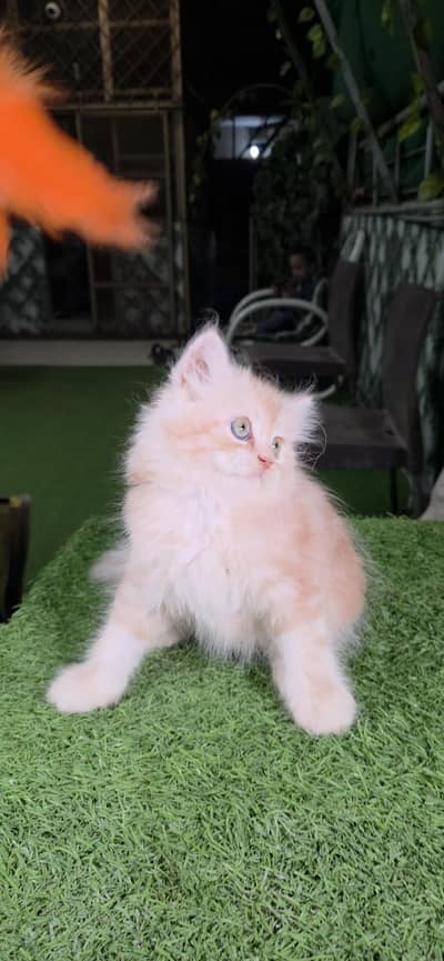 Extrem Quality Persian Kitten