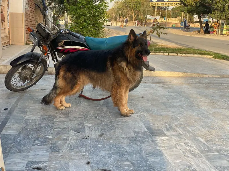 German Shepherd (Long Coat) (Pedigree) (Male) — photo 2