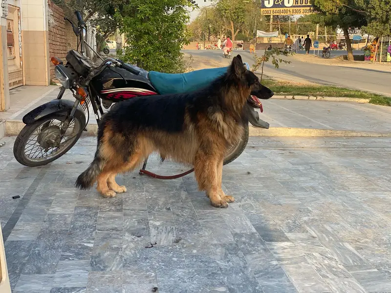 German Shepherd (Long Coat) (Pedigree) (Male) — photo 3