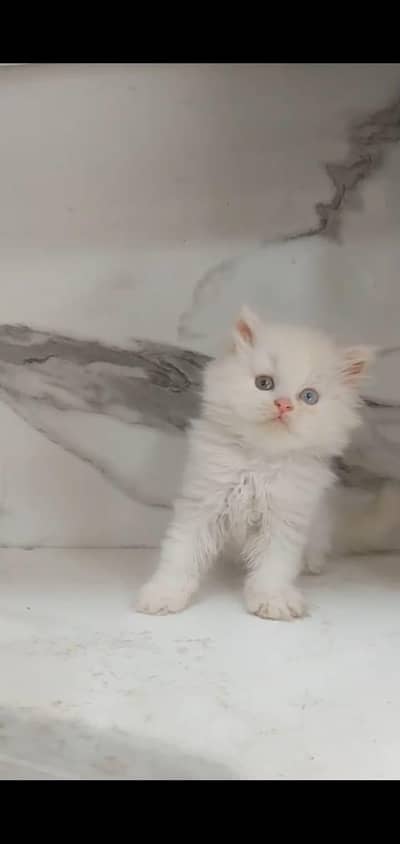Persian kitten 50 days  03335603289 contect whatsapp