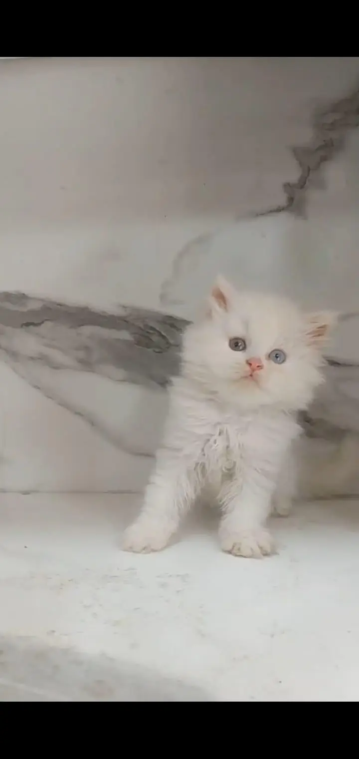 Persian kitten 50 days  03335603289 contect whatsapp