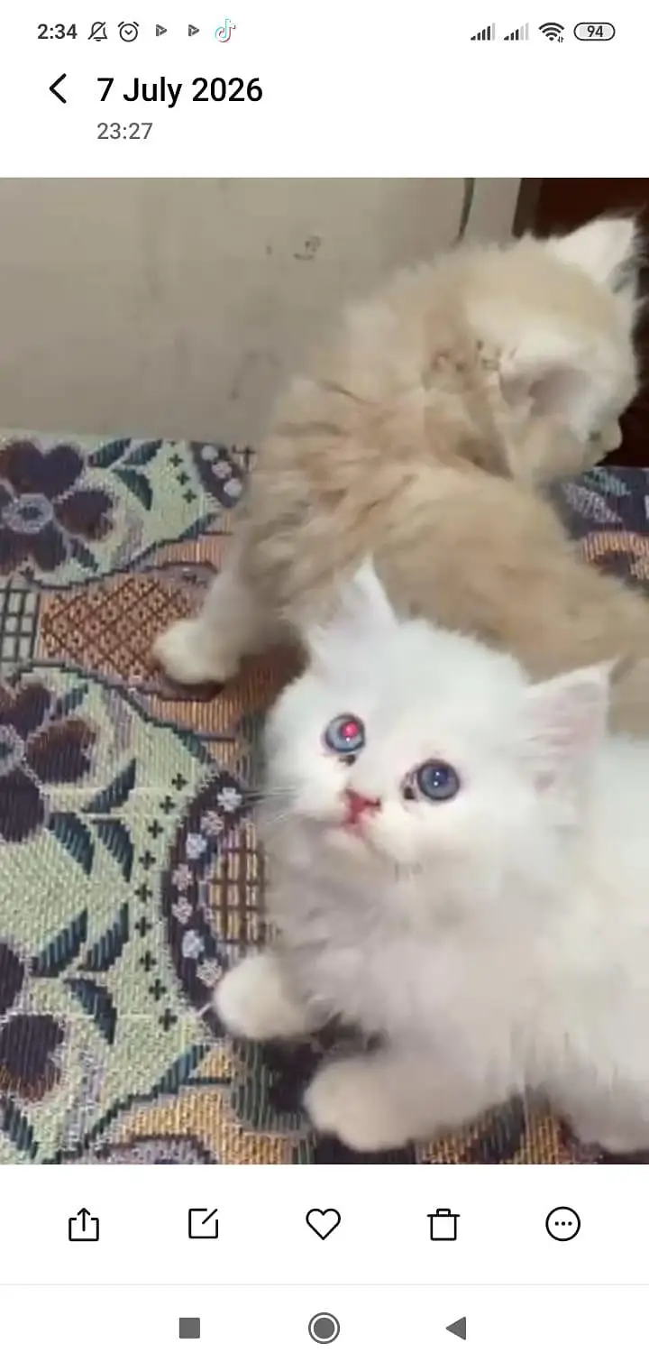 Persian kitten 50 days  03335603289 contect whatsapp — photo 2