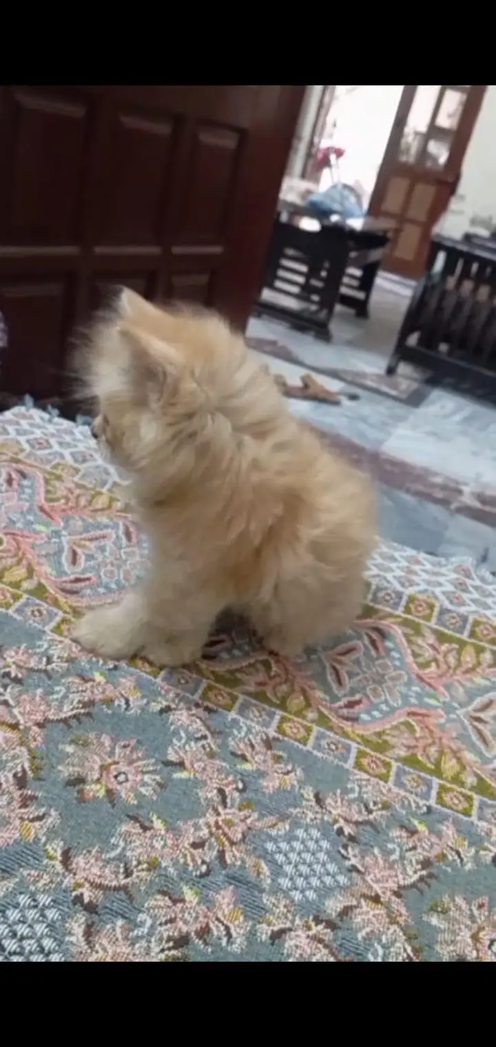 Persian kitten 50 days  03335603289 contect whatsapp — photo 3