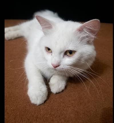 percian Male cat for sale (urgent )