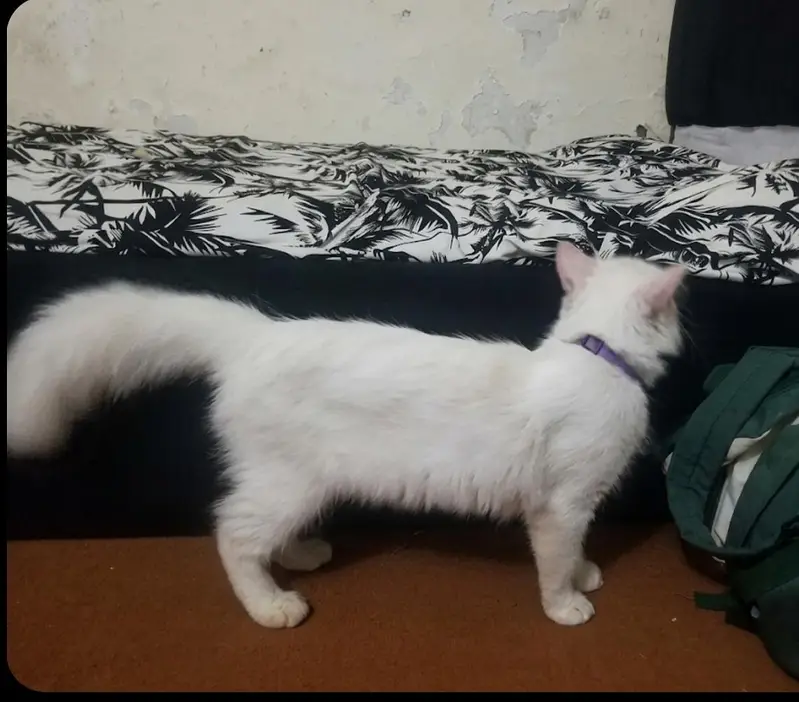 percian Male cat for sale (urgent ) — photo 2