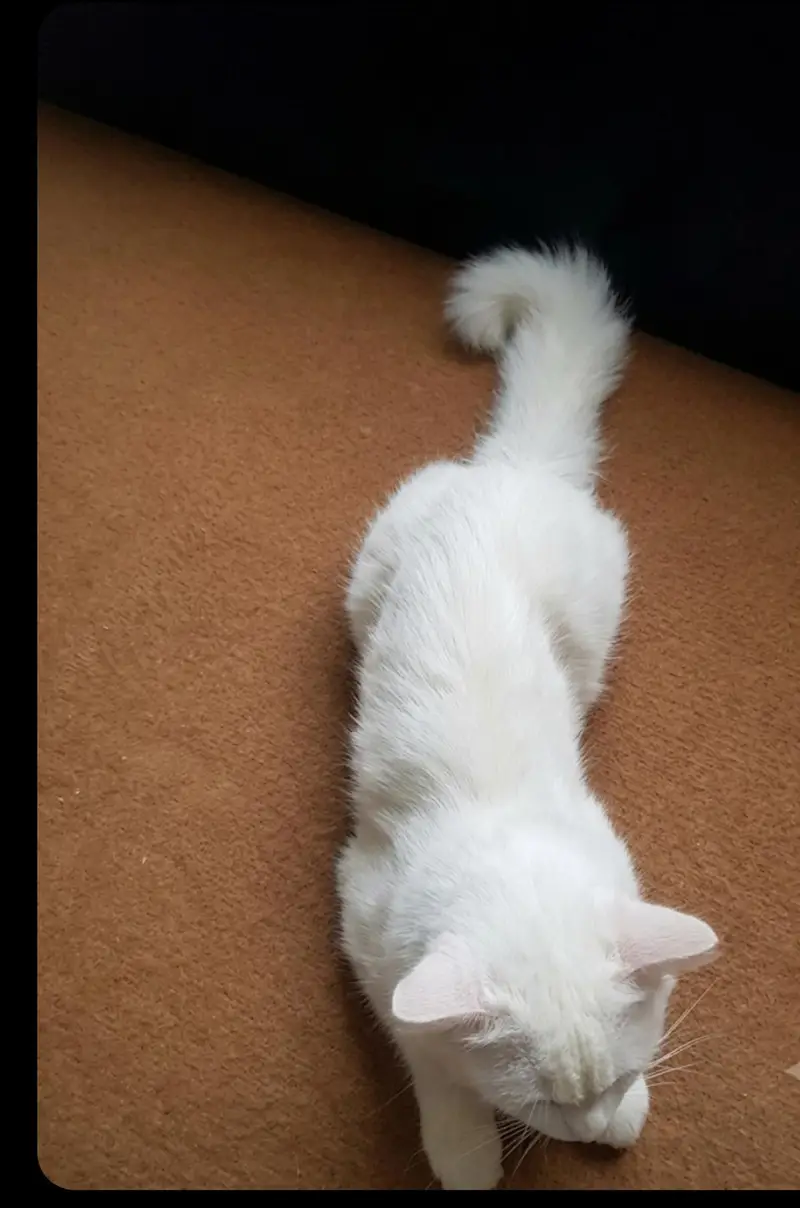 percian Male cat for sale (urgent ) — photo 3