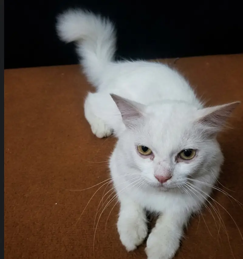 percian Male cat for sale (urgent ) — photo 4