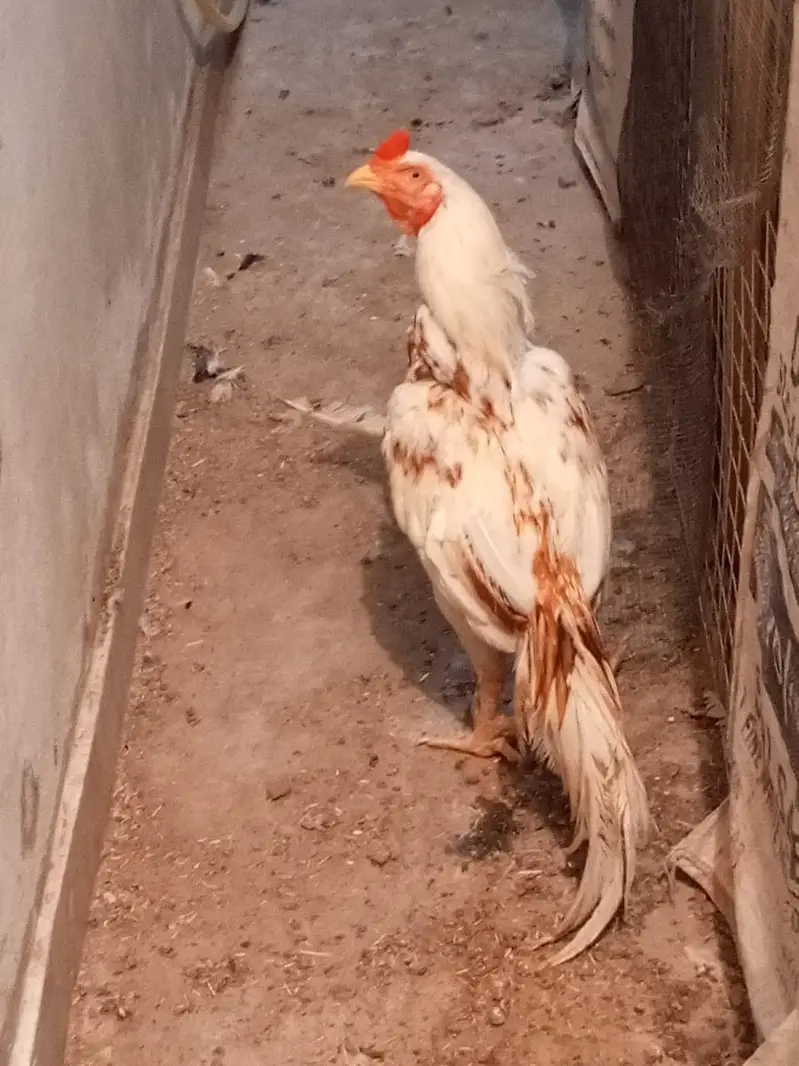 Aseel Mianwali Pair AND Aseel Cheena Trio — photo 2