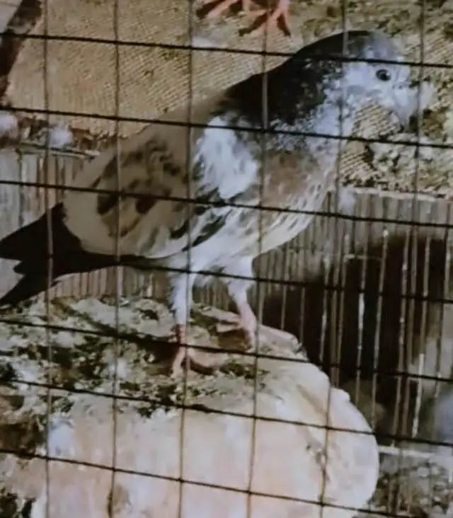 baby pigeon 79 wala