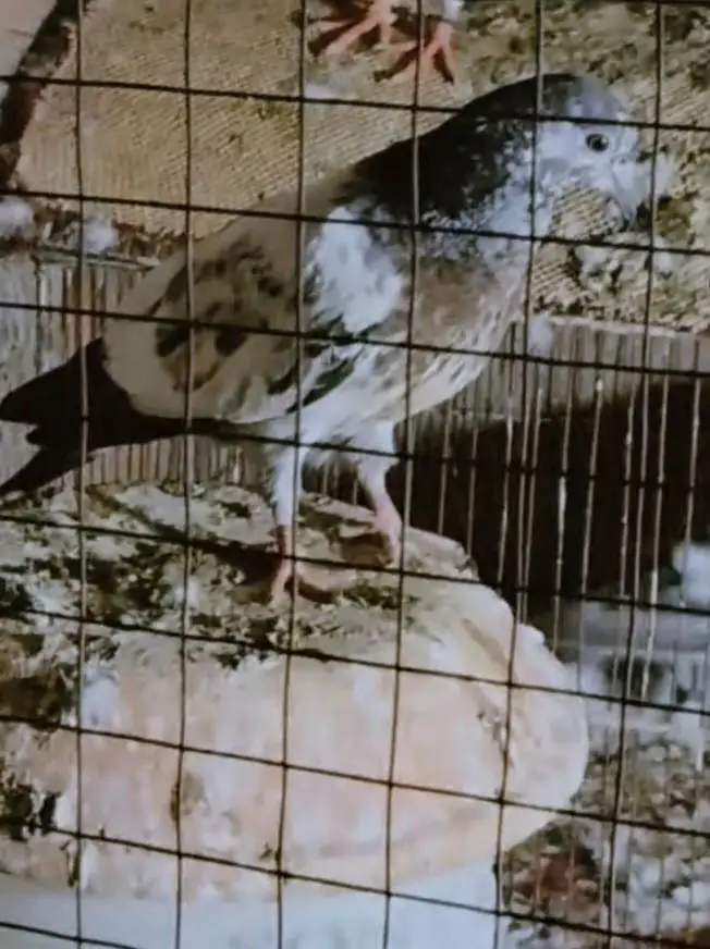 baby pigeon 79 wala — photo 2