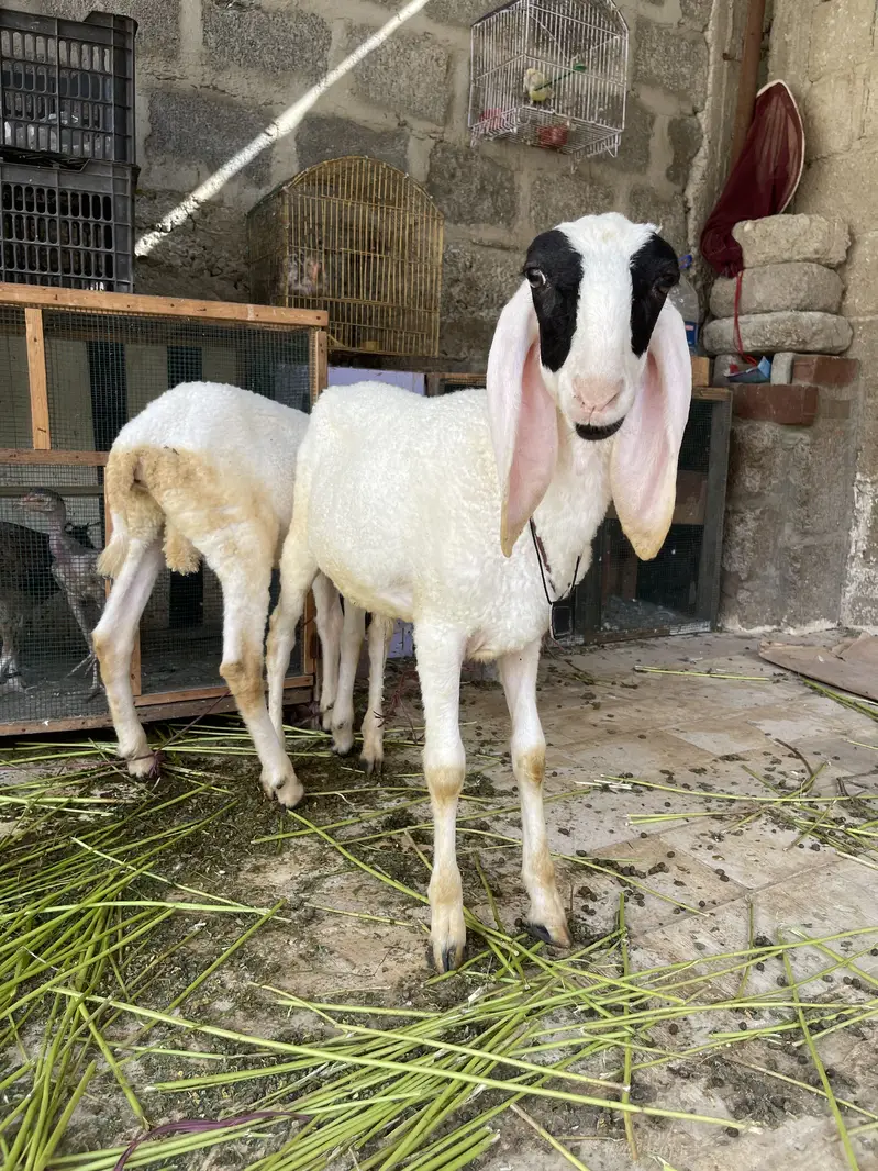 Dhumbe — photo 6