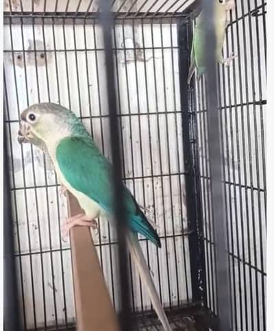 mashallah sunconour pair with dna sunconour female blue tarquse pair